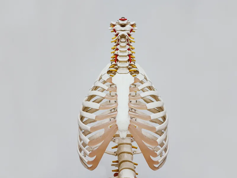 How X-Rays works at Northern Roots Family Spinal Care